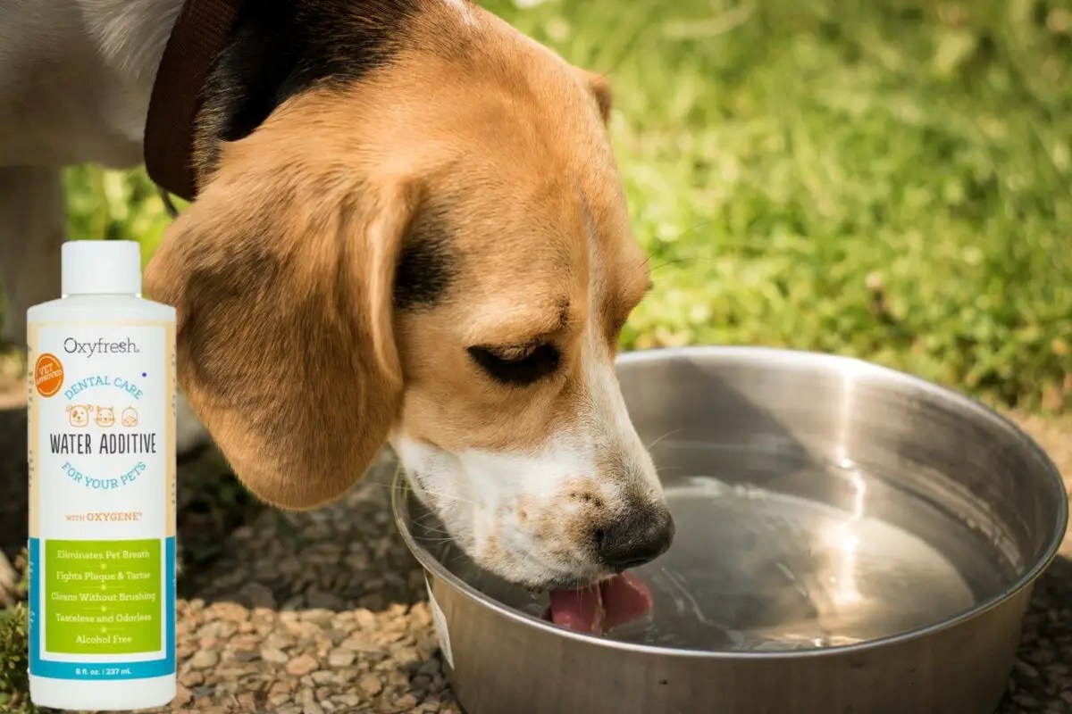 oxyfresh dog water