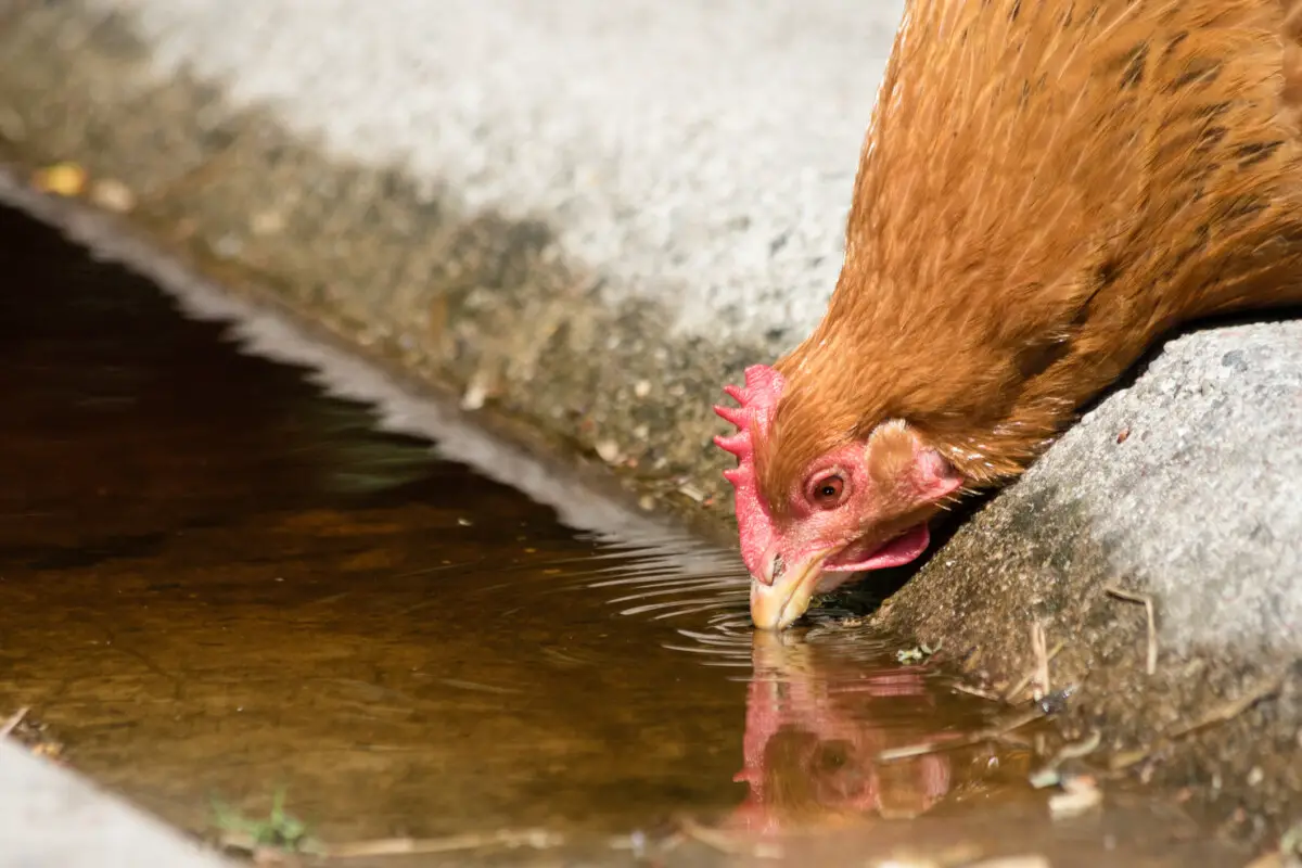 Why Are My Chickens Not Drinking Water? Water Purification Guide