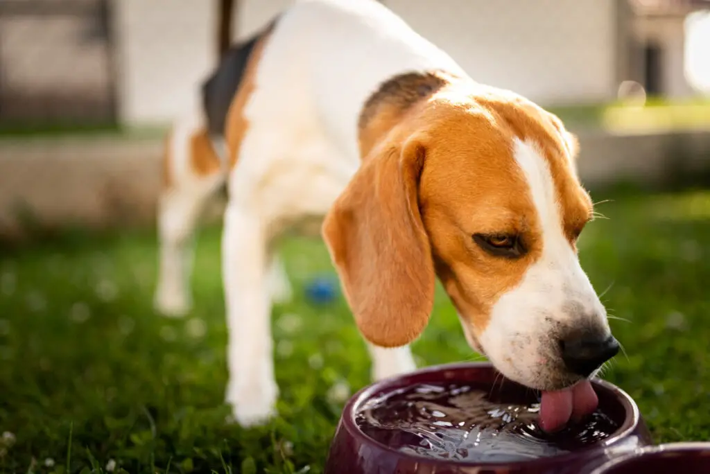 is alkaline water safe for dogs