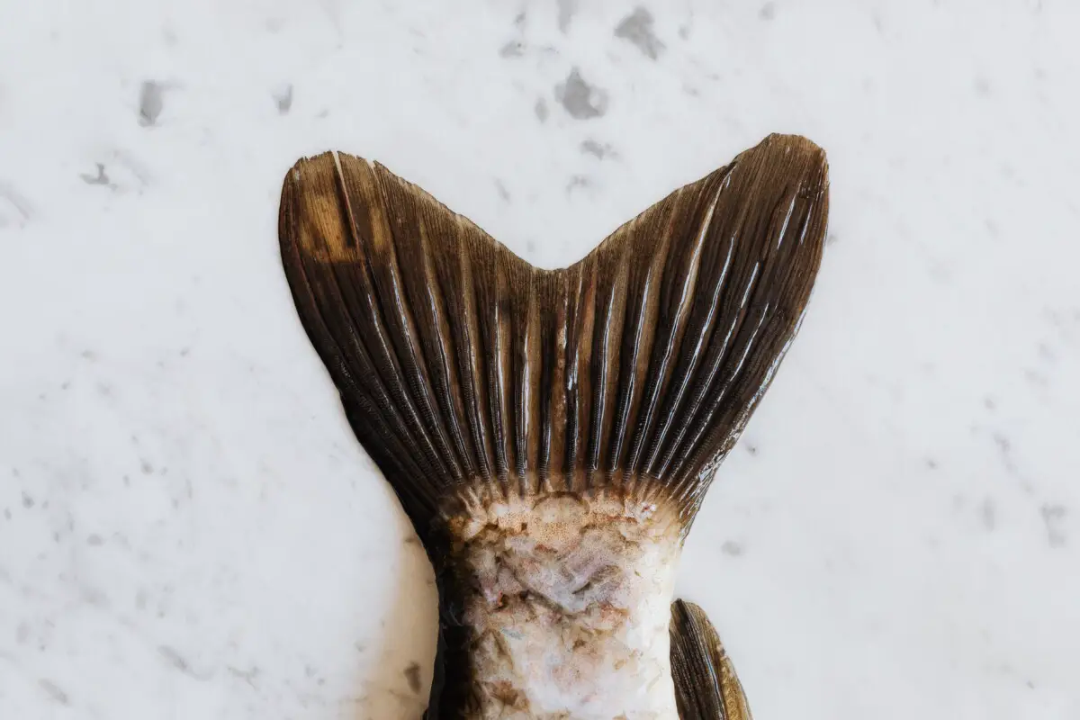 Why Filtered ZeroWater Can Smell And Taste Like Fish Water