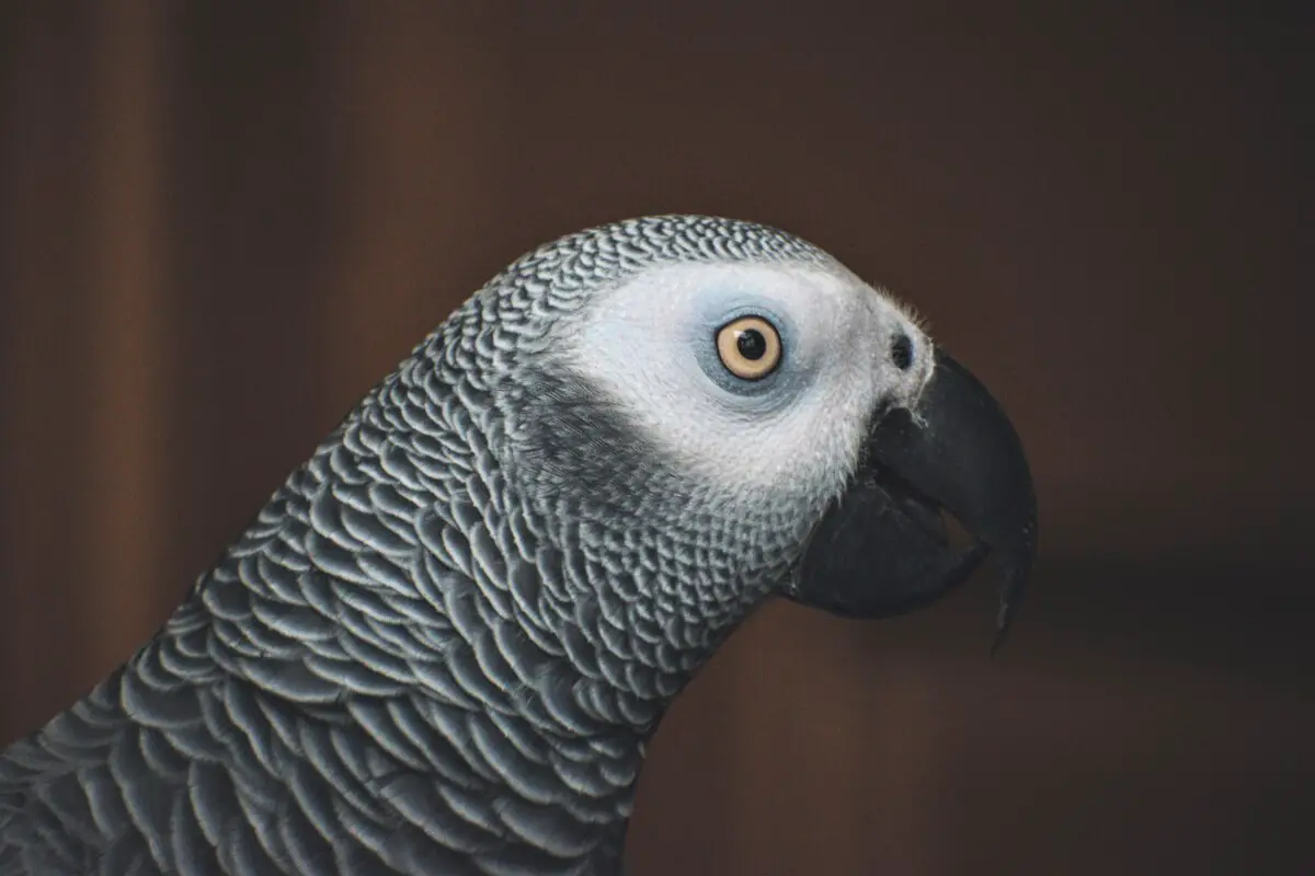 reasons why your African Gray Parrot is not drinking water