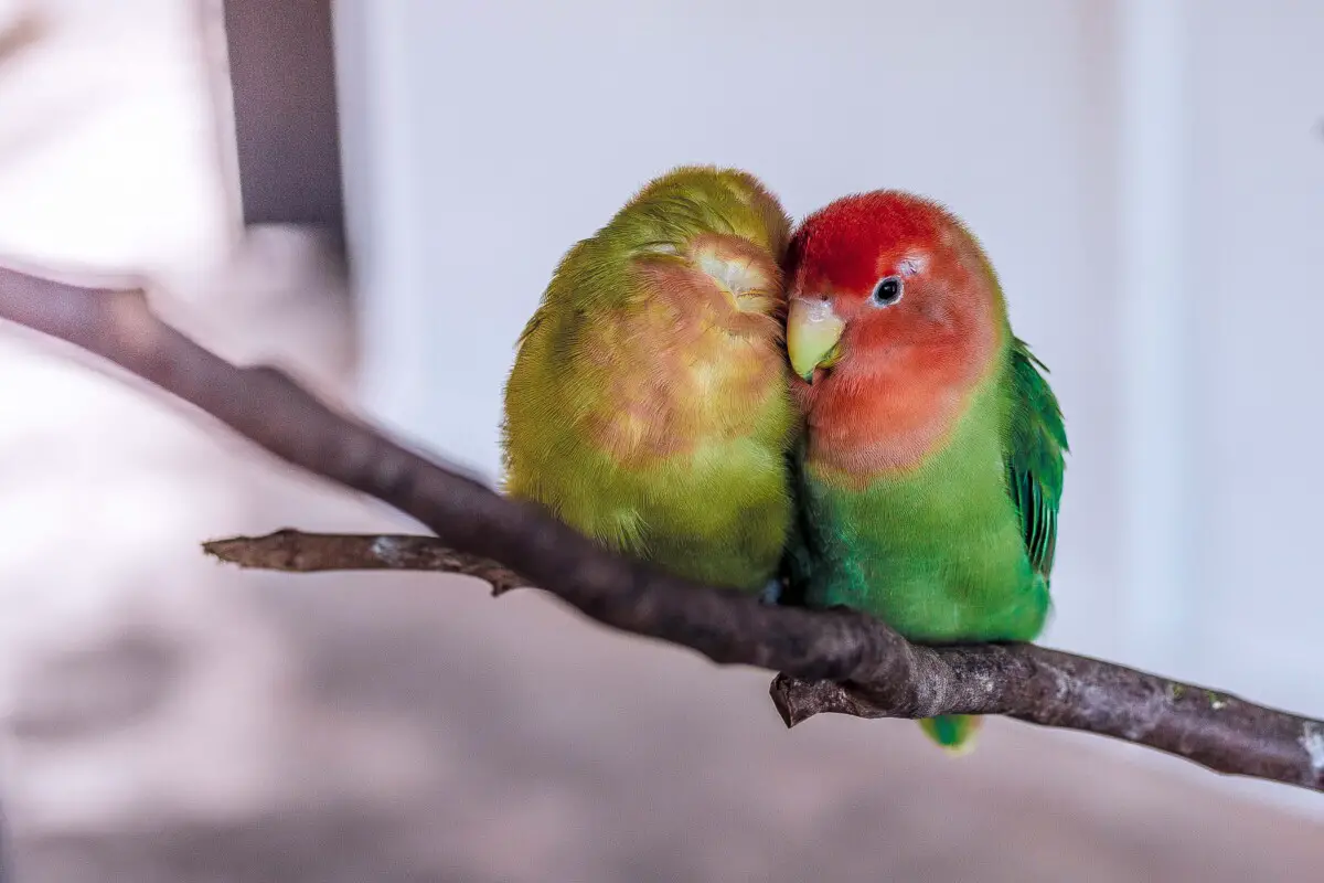 reasons why your lovebird is not drinking water