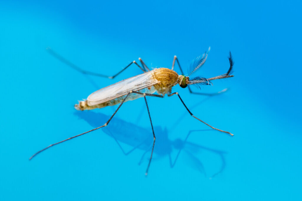 How To Kill Mosquitoes And Their Larvae In Pool Water Water Purification Guide