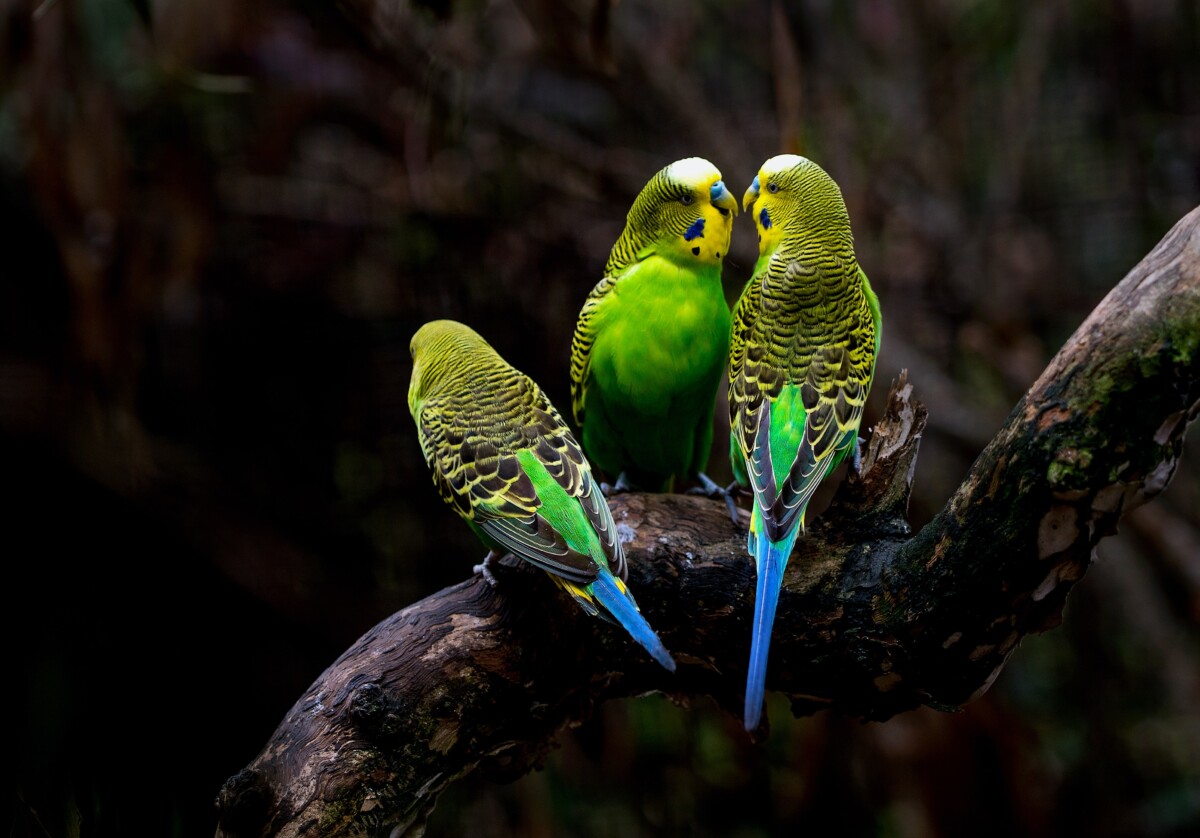 reasons why your parakeet or budgie is not drinking water