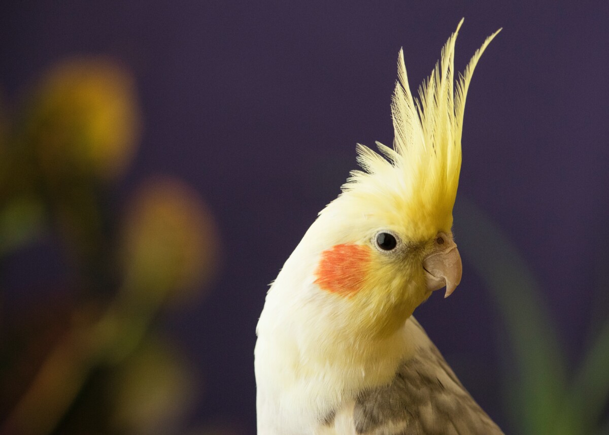 reasons why your cockatiel is not drinking water
