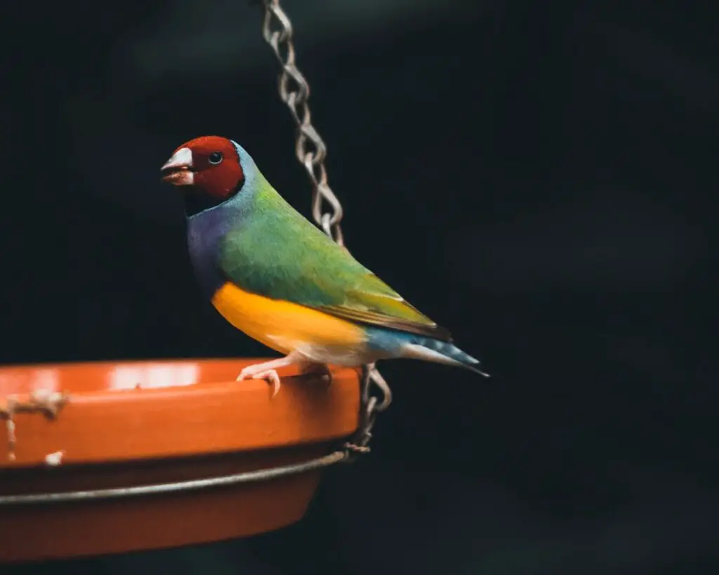 Why Is My Pet Bird Not Drinking Water? And How You Can Help Water