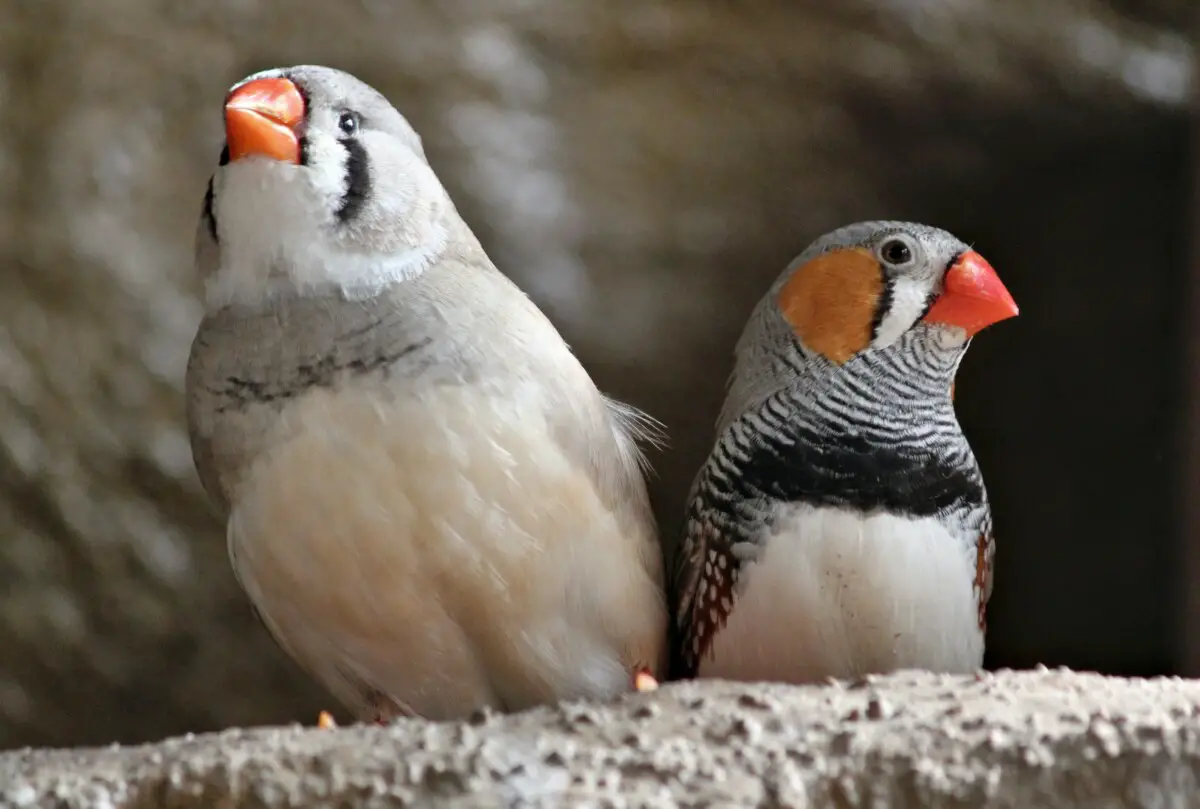 reasons why your finch is not drinking water