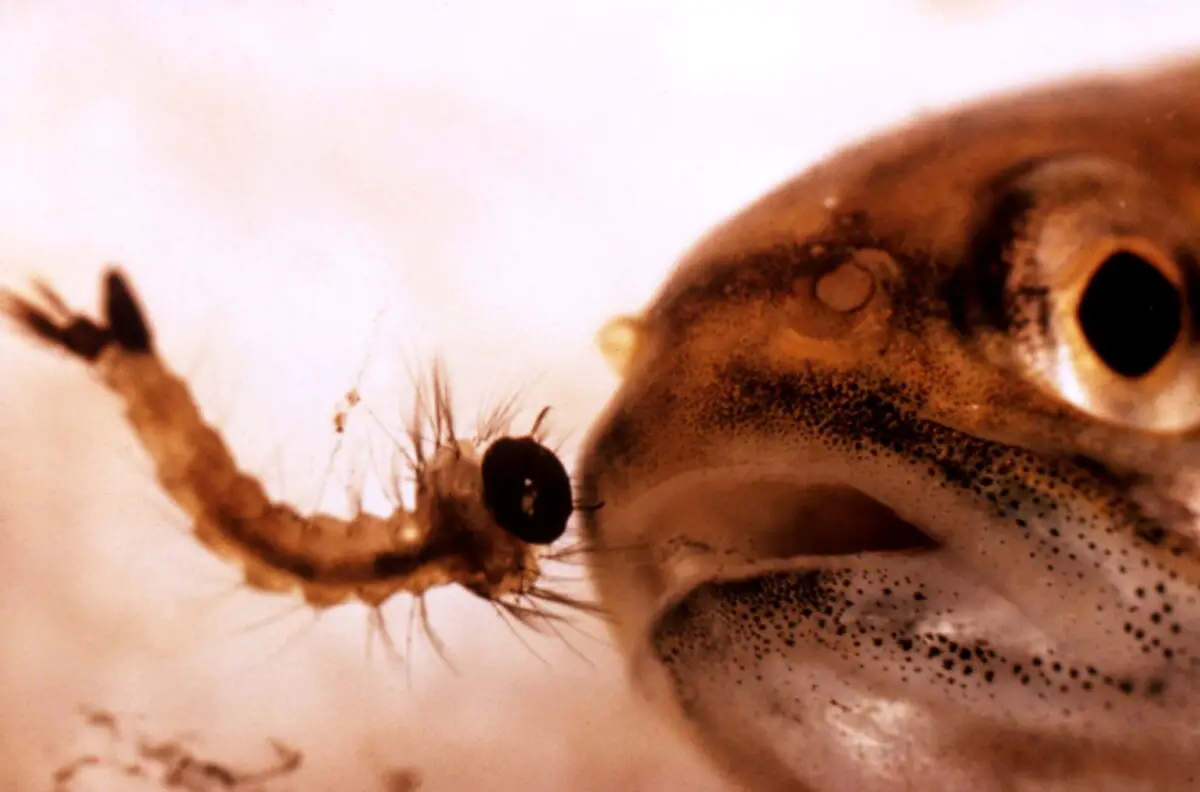 How To Kill Mosquitoes And Their Larvae In Fish and Frog Ponds Water