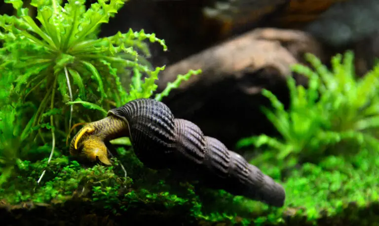 Picture of 30 Best Algae Eaters For Freshwater Aquariums (Fish, Snails & Shrimp ...