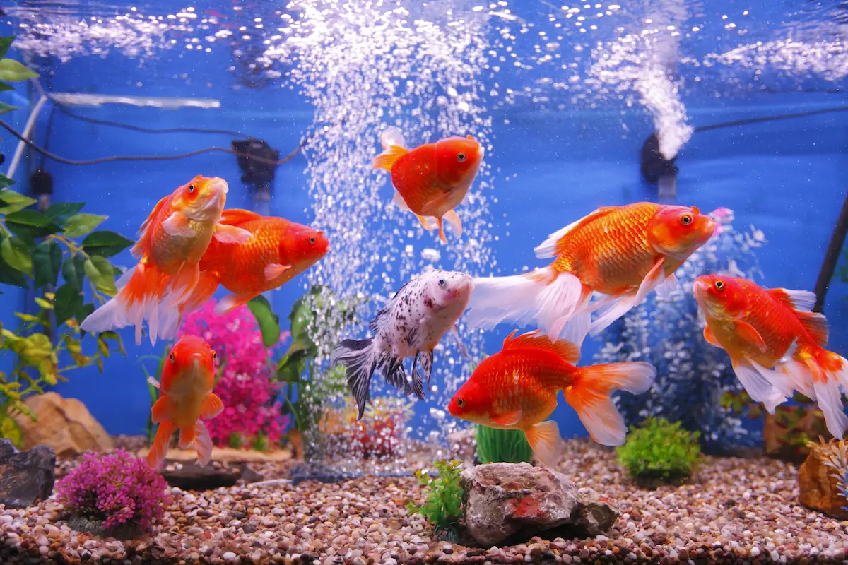 How Long Can A Fish Filter Stay Off - Will Your Fish Survive? - Water ...