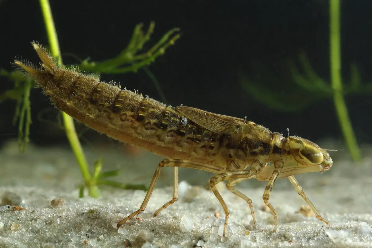 How To Kill Mosquitoes And Their Larvae In Fish and Frog Ponds Water Purification Guide