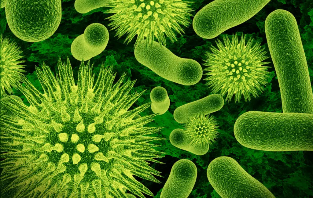 bacteria can turn your water filter green if there is enough of it