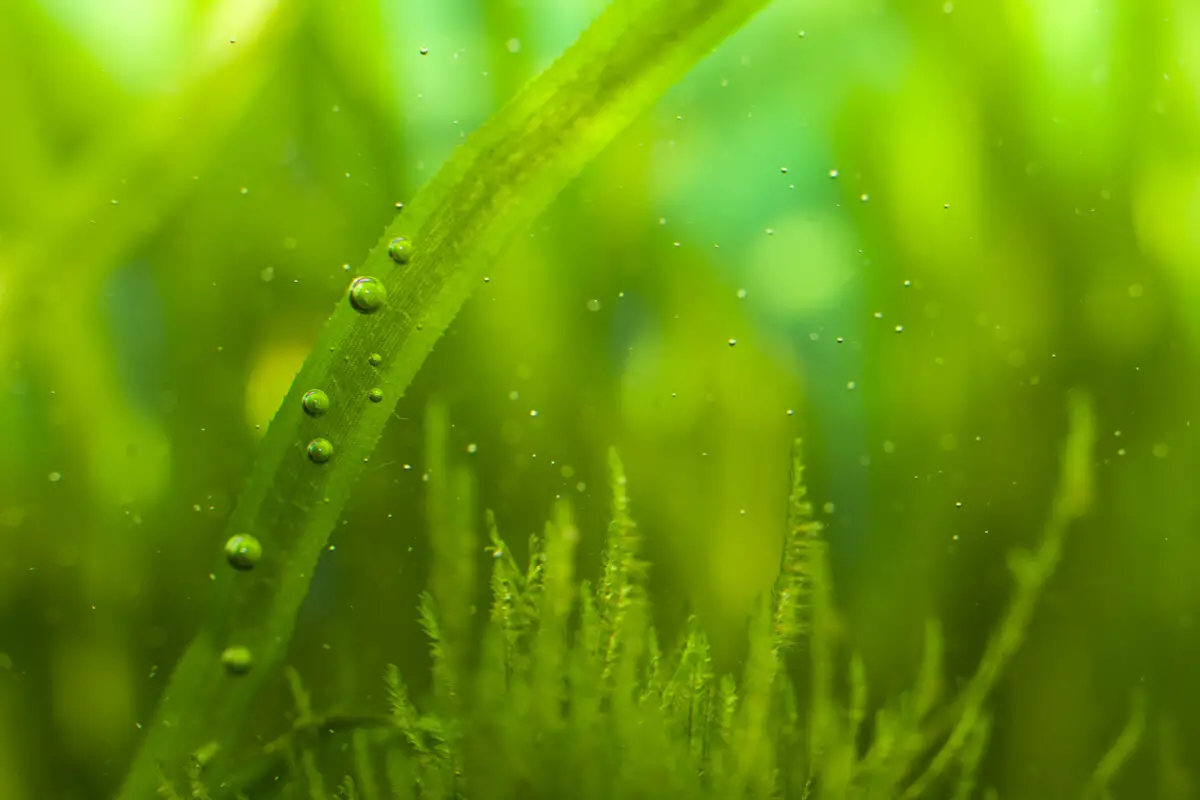 algae can turn your water filter green