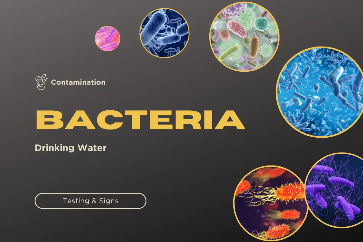 Bacteria In Drinking Water (3 Ways To Know)