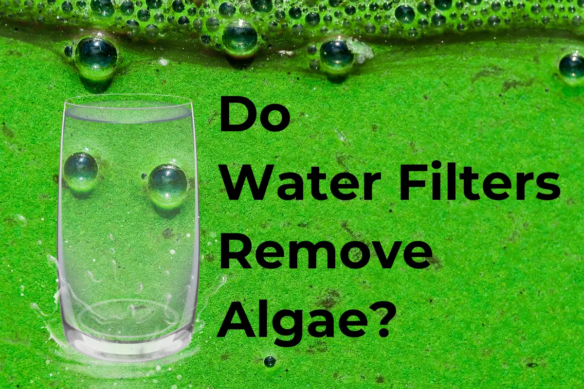 Do Water Filters Remove Algae?