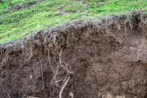 Brown Pond Water: Solved - Water Purification Guide