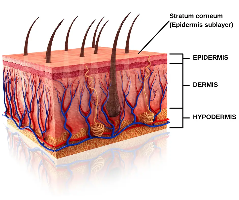 Skin Absorption of Forever Chemicals